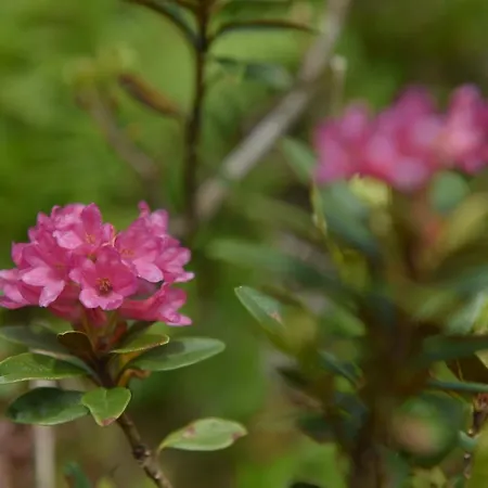 Hirschenwirt 3* Schöder