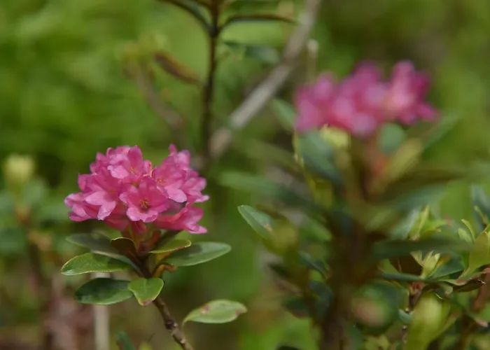 黑尔斯陈威尔特旅馆 3* Schöder